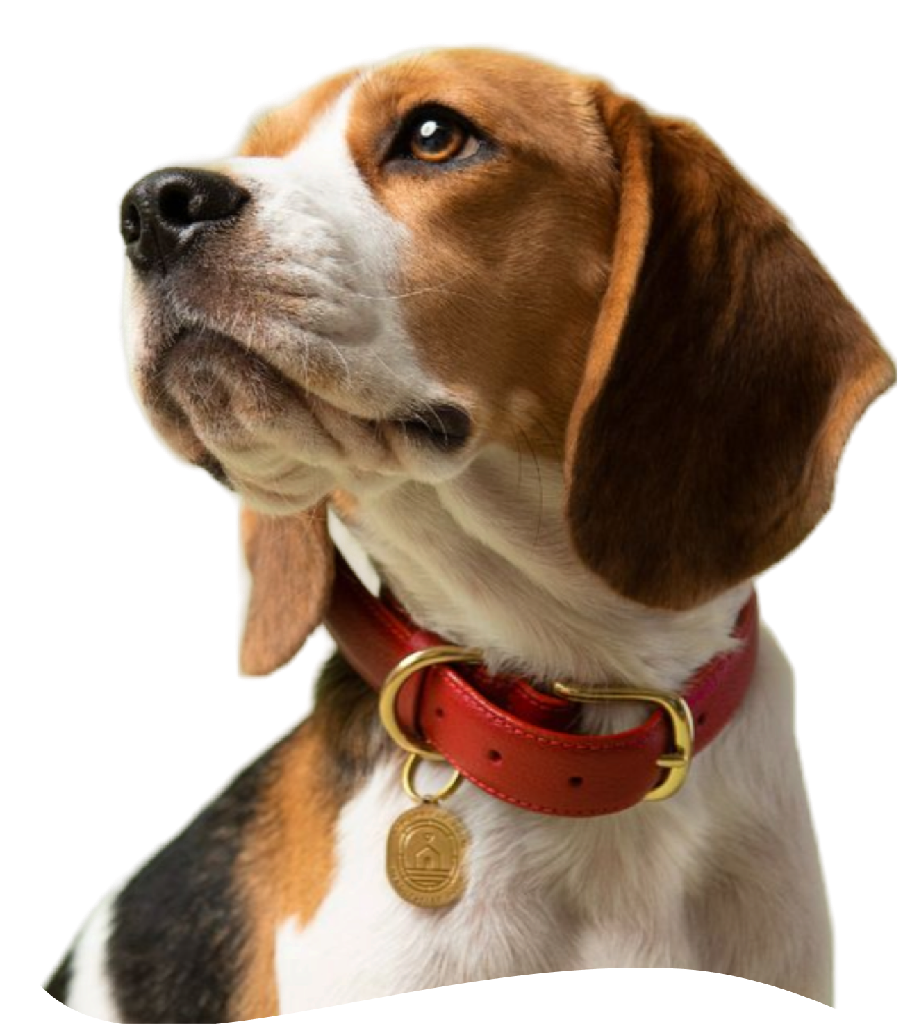 A beagle in a red collar looking up