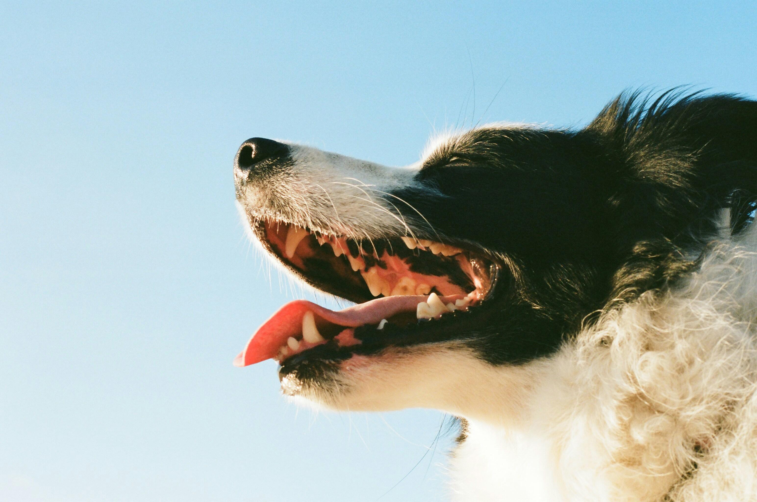 Dog with its mouth open showing its teeth